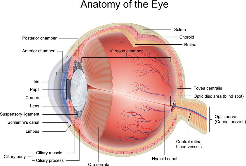 Labeled cross-section diagram of the human eye