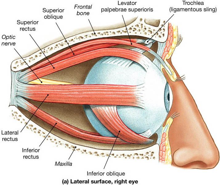 Diagram of the external muscles of the right eye